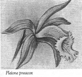 Pleione preacox