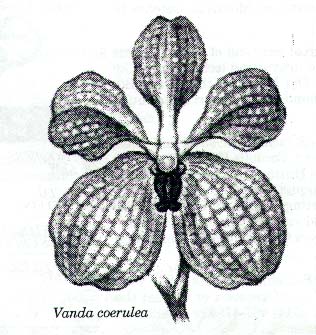 Vanda coerulea