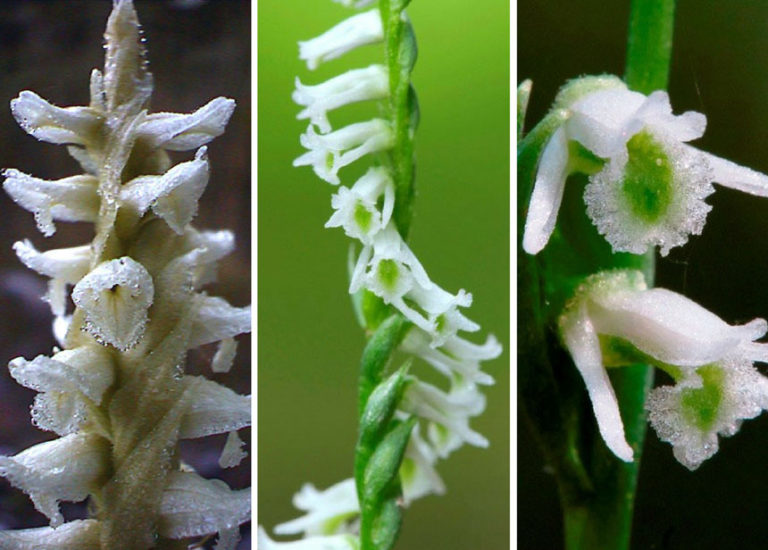Ladies' Tresses orchids (Spiranthes species)