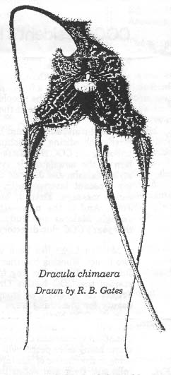 D.chimaera