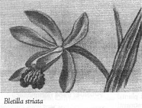 Bletilla striata