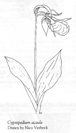 Cypripedium acaule