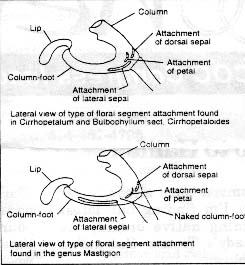 floral segment