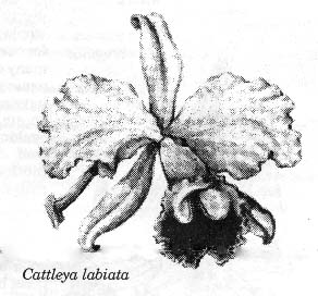 Cattleya labiata