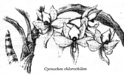 Cycnoches chlorochilon