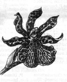 zygopetalum