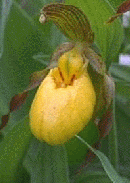 Cypripedium parviflorum