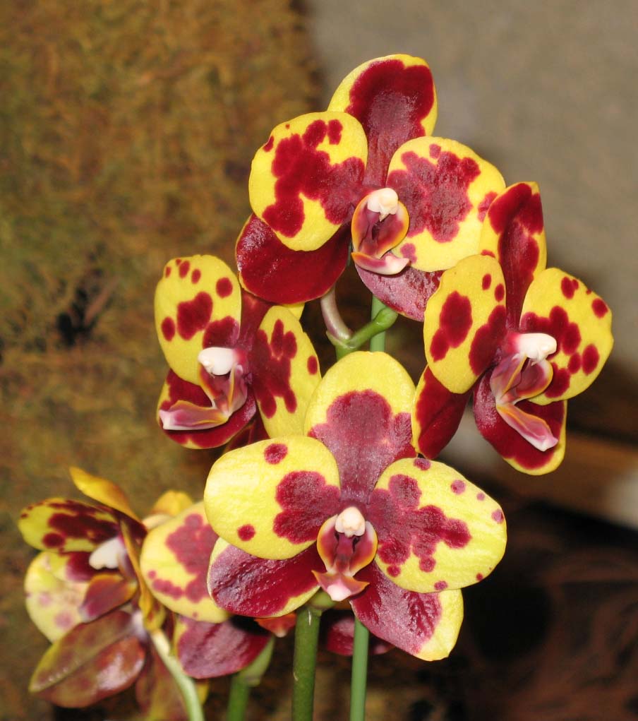 Phalaenopsis (The Moth Orchid) | The Canadian Orchid Congress