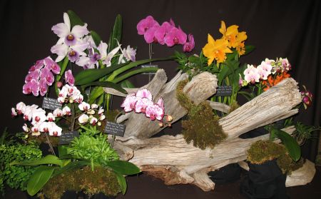 orchid display