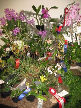 Orchid shows