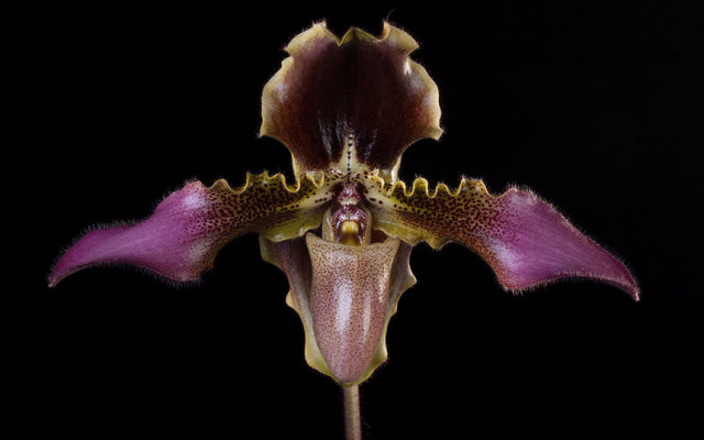 Paphiopedilum Hirsutissimum Orchid