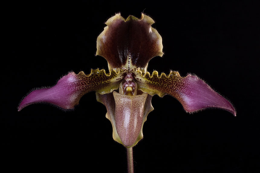 Paphiopedilum Hirsutissimum Orchid