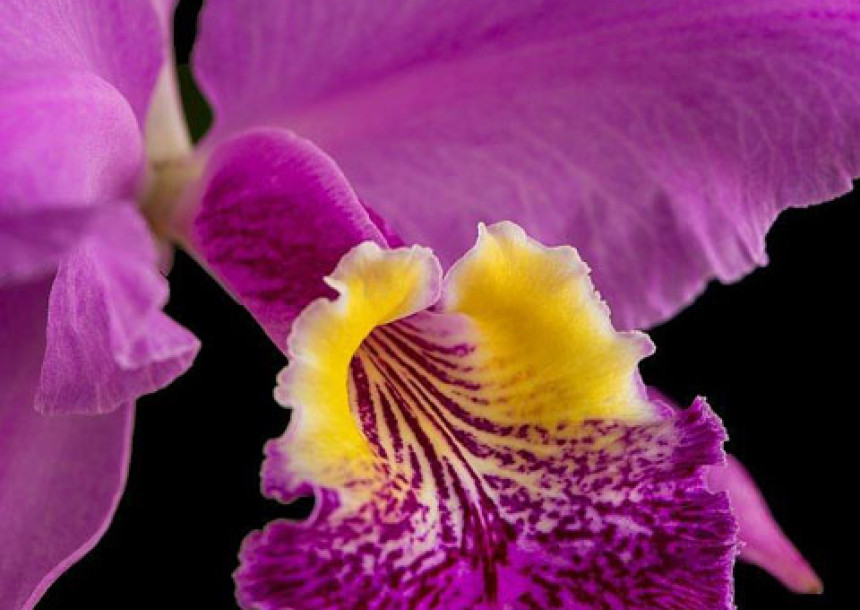 Cattelya Orchid