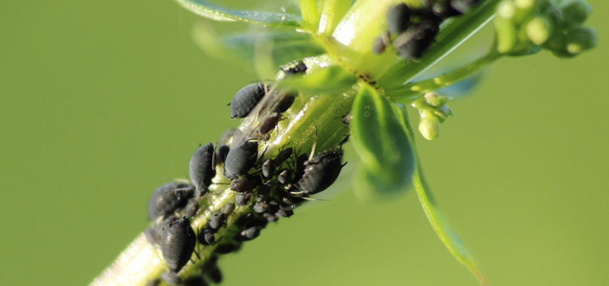 aphids-860 Pest & Diseases