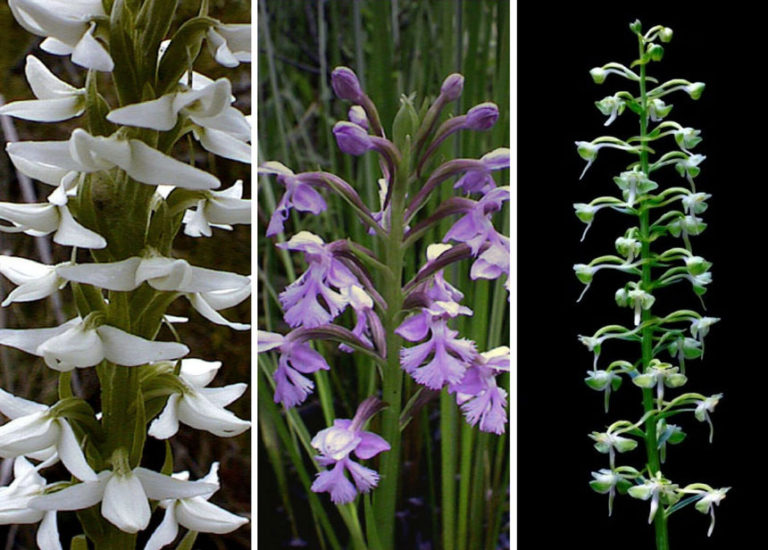 Rein or Bog orchids (Platanthera species)