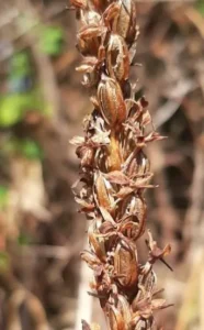 Piperia restoration img 5